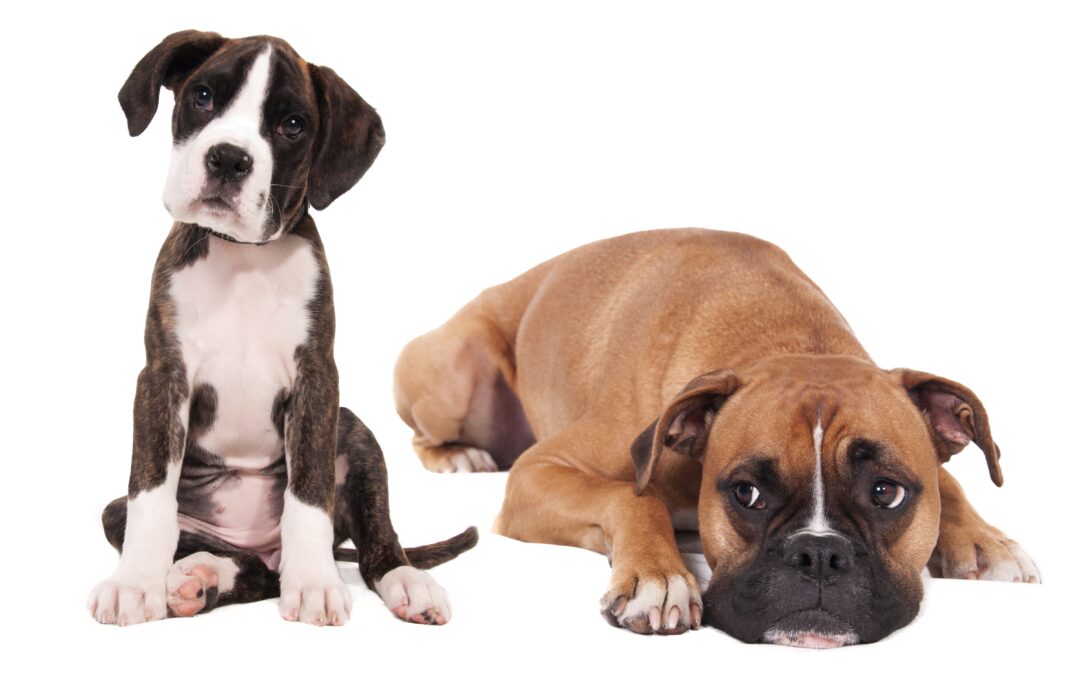 Protecting Your Family Pet: Pet Trusts