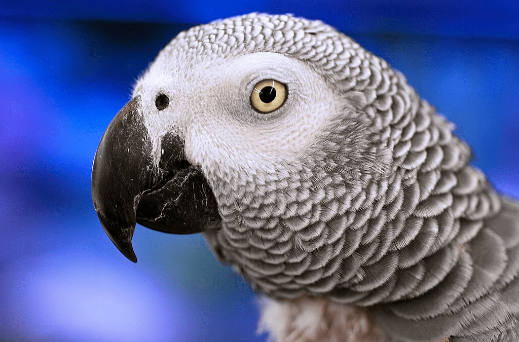 The Foul-Mouthed Birds